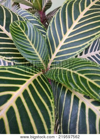 zebra leaves that look clear green and yellow