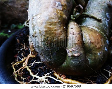 Frangipani / Plumeria root appears solid on the ground