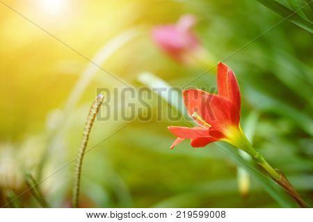 Red Flower Of Rainlily (zephyranthes) Blooming In The Garden With Sunlight. Beautiful Day. Copy Spac