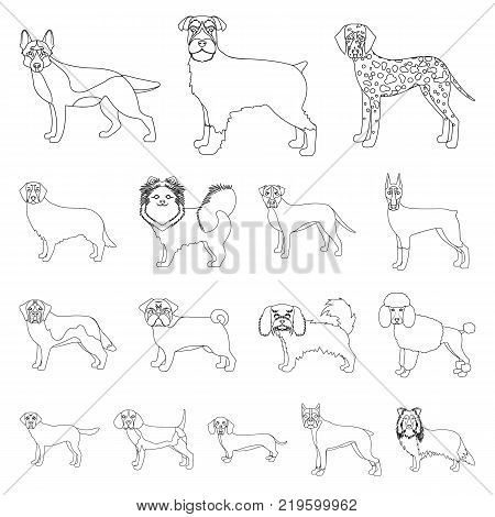 Dog breeds outline icons in set collection for design.Dog pet vector symbol stock  illustration.