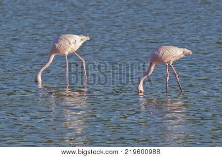 two beautiful pink flamingos standing in a lake and feeding with their beaks in the water