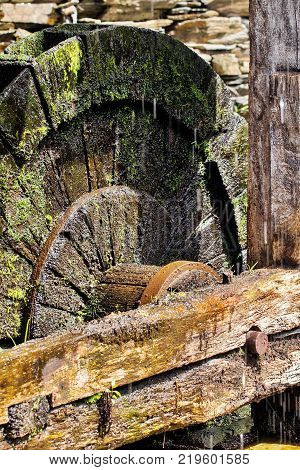 Fragment of an old wheel of a mill. The wet turned black wooden wheel in water with green seaweed