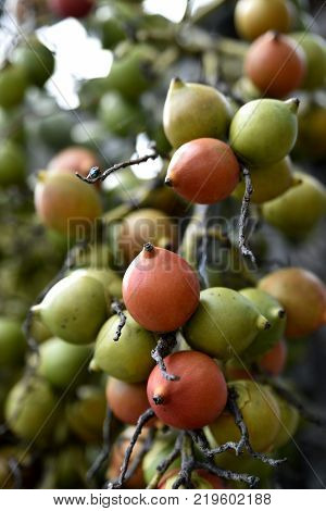 Areca Nuts On The Trees, Calamba City, Laguna, Philippines