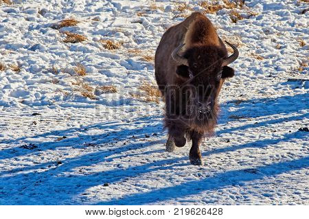 The European bison (Bison bonasus).
The European bison (Bison bonasus), also known as wisent or the European wood bison, is a Eurasian species of bison. It is one of two extant species of bison, alongside the American bison.