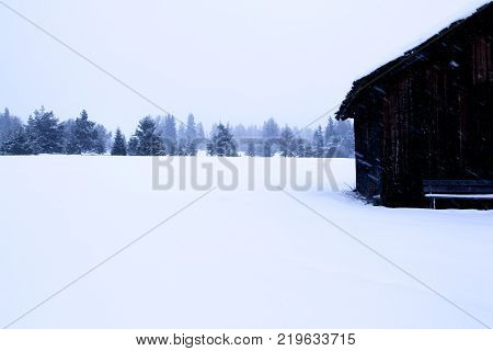 snowy and foggy wooden cabin and firs landscape