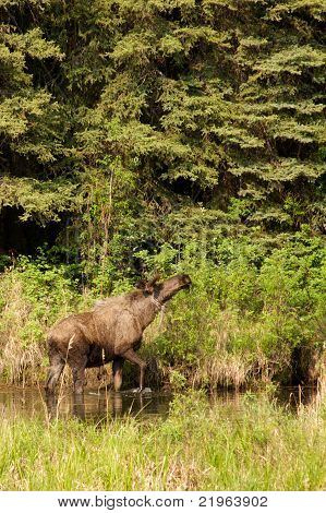 Bull Moose nel fiume