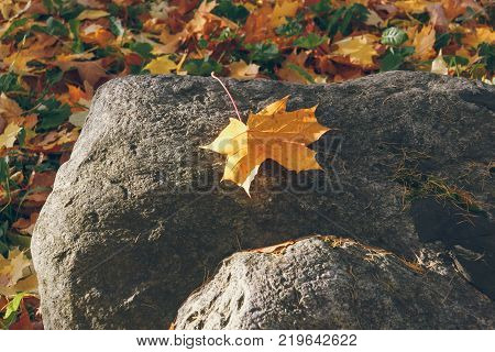 the yellow maple leaf on a dark stone lit with a beam of the sun