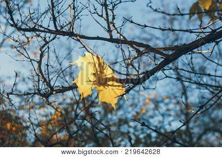 lonely yellow maple leaf on a branch in beams of the sun