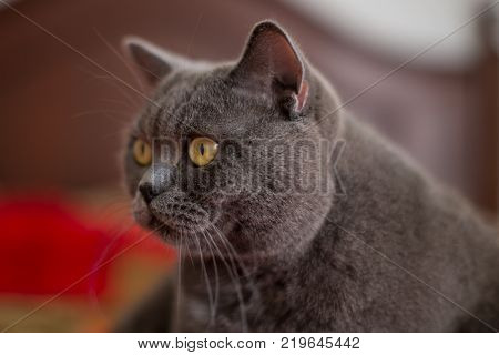 Beautiful Gray British Shorthair Cat Boy Sitting On The Bed