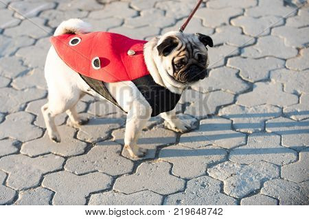 Dog or pugdog in red coat walk on pavement on sunny day outdoor. Pet fashion concept. Friend companion empathy