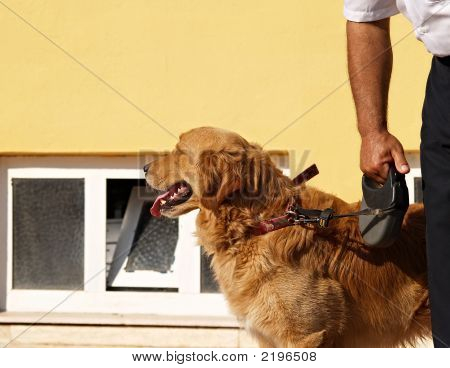 Cane e la guardia