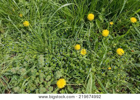 Flowering taraxacum officinale and veronica polita plants