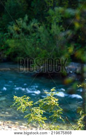 Mountain River In Summer. Bialka River, Poland