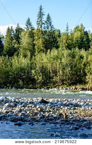 Mountain River In Summer. Bialka River, Poland