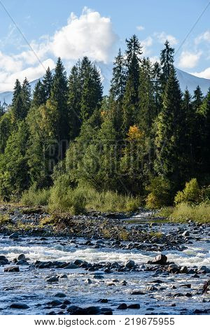 Mountain River In Summer. Bialka River, Poland