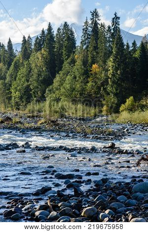 Mountain River In Summer. Bialka River, Poland