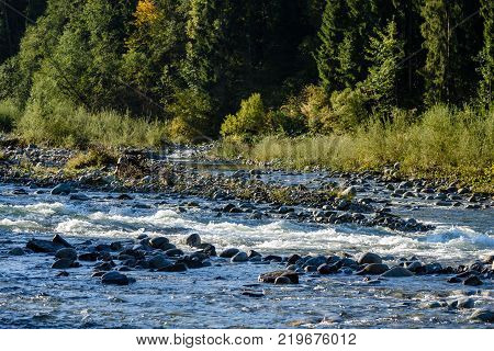 Mountain River In Summer. Bialka River, Poland