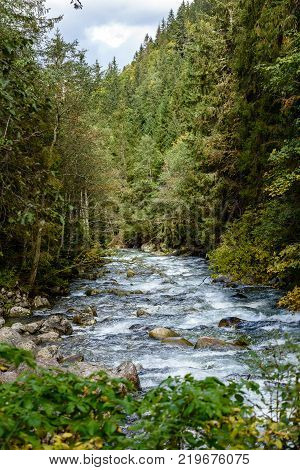 Mountain River In Summer. Bialka River, Poland