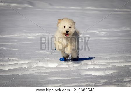 An extremely cute baby golden doodle running around on snow. Wearing blue balloons to protect the feet against the cold snow.