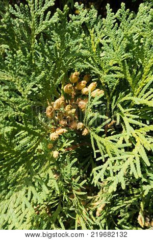 Bunch of seed cones of Thuja occidentalis