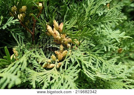 Closeup of seed cones of Thuja occidentalis