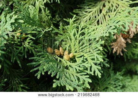 Couple of seed cones of Thuja occidentalis