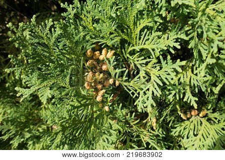 Top view of seed cones of Thuja occidentalis