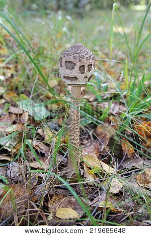 The parasol mushroom Macrolepiota procera - edible mushroom. The mushroom may be eaten raw. It is popular soaked in butter. Russia.
