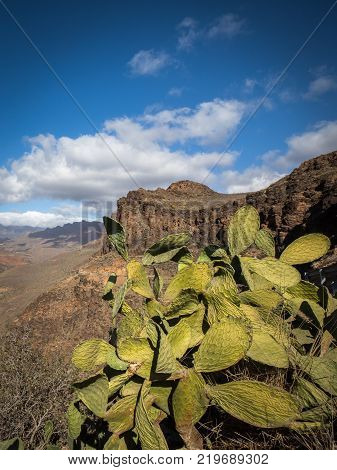 View of the mountain landscape with green cactus in the front, seen from the viewpoint Degollada de Las Yeguas, along the road CG-60. Gran Canaria in Spain.