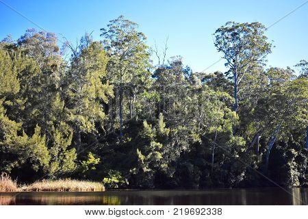 A bright landscape of an Australian creek