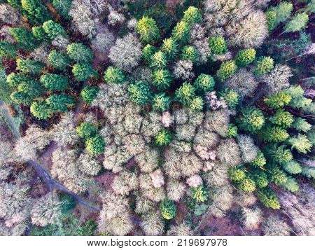 Deciduous pine forest from above aerial photo