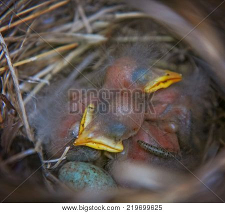 a nest with baby sparrows, an egg with spots and a grub or caterpillar like insect crawling on a baby bird