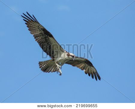 an osprey searching for food flying in the sky