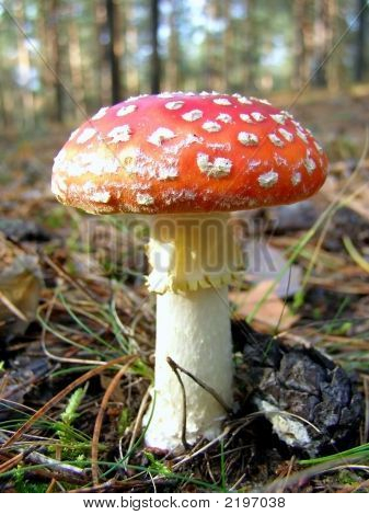 Fliegenpilz im Wald
