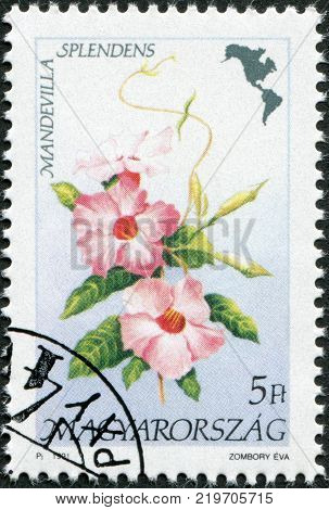 HUNGARY - CIRCA 1991: A stamp printed in Hungary is depicted Mandevilla splendens circa 1991