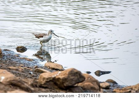 Common greenshank or Tringa nebularia in Ranthambore National Park, India