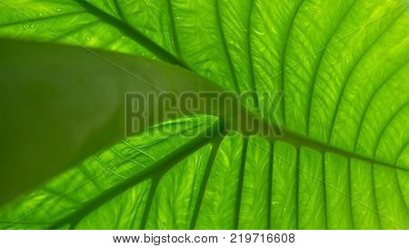 texture of big green leave from above