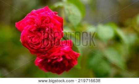 close up image of roses in the garden