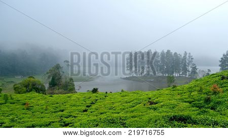 tea field by a lake in a foggy weather