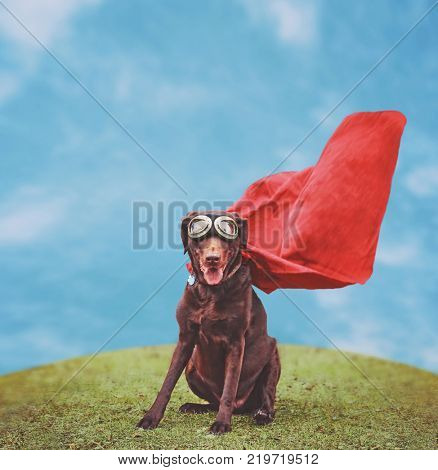  a chocolate labrador retriever in a super hero costume posing for the camera during a hot summer day with goggles toned with a retro vintage instagram filter app or action 