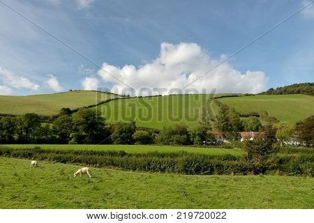 Landscape with sheep grazing in field near Malmsmead, Doone Valley, Exmoor, North Devon