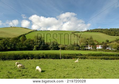Landscape with sheep grazing in field near Malmsmead, Doone Valley, Exmoor, North Devon