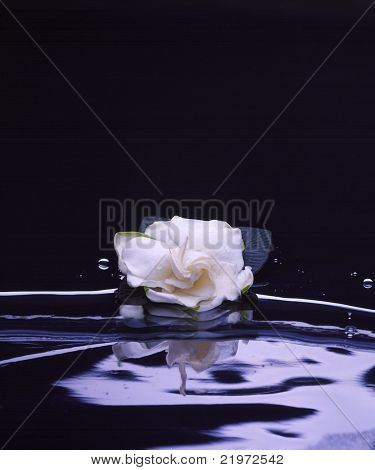 Gardenia su nero con spazio copia