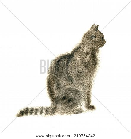 watercolor drawing sitting tabby cat isoated at white background