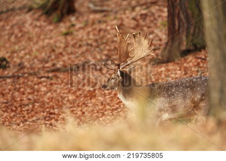 Fallow deer spotted. Photo was taken in the Czech Republic. Free nature. Beautiful animal image. Forest. Autumn colors.