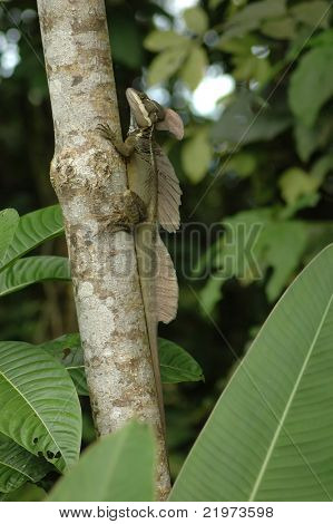 Helmbasilisk auf Baum