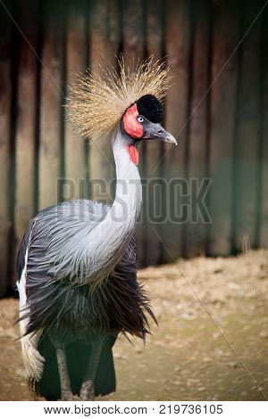 Сооl сrowned crane looking at the camera