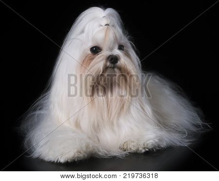 maltese dog in front of black background