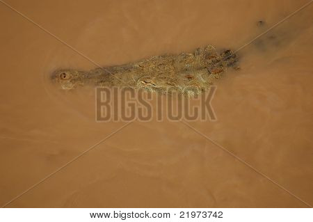 Coccodrilli americani nel fiume (vista aerea)