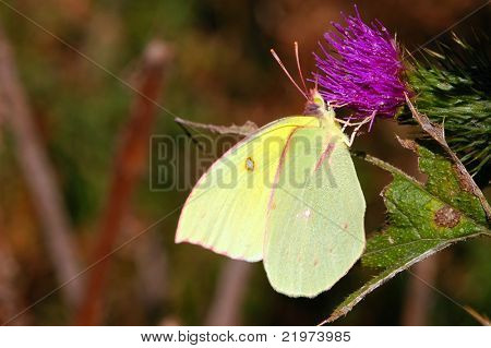 Yellow Butterfly on Thistle Flower